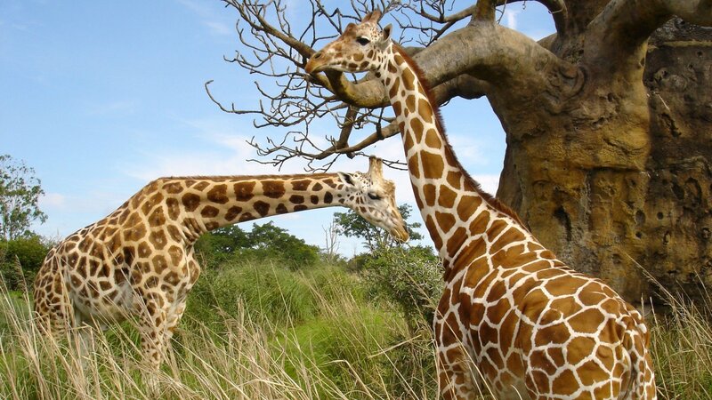 Two Giraffes in Grass — Brown, Serene