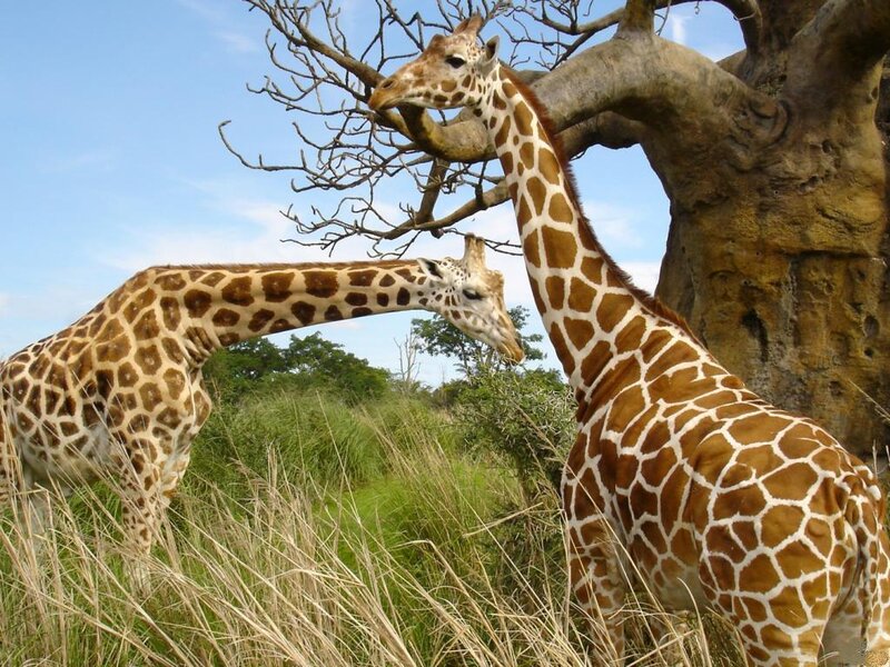 Two Giraffes in Grass