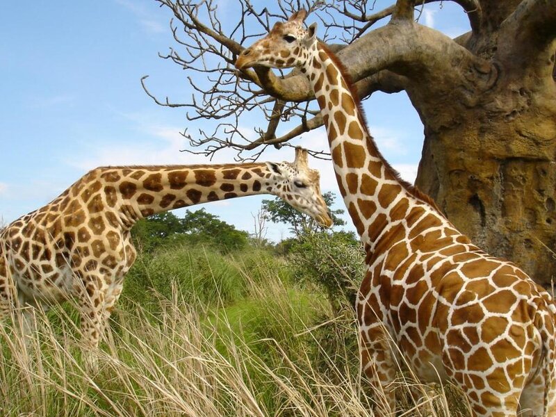 Two Giraffes in Grass — Tree