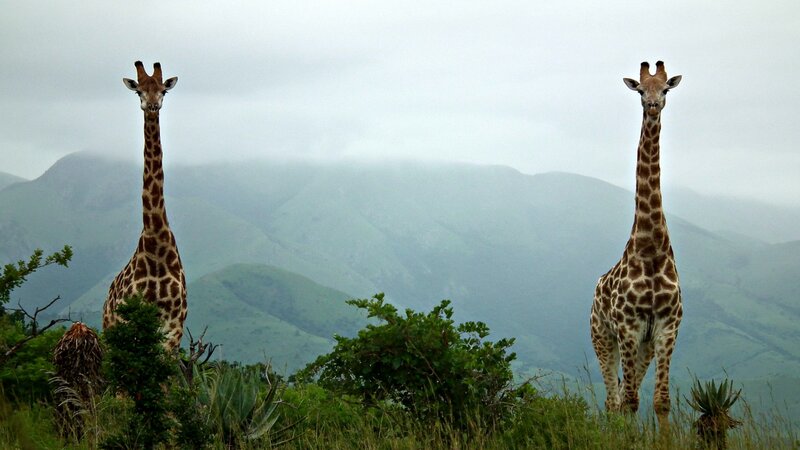 Two Giraffes in Grassland — Green, Overcast