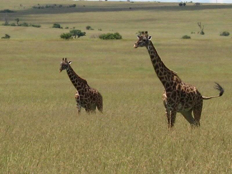 Two Giraffes in Grassland