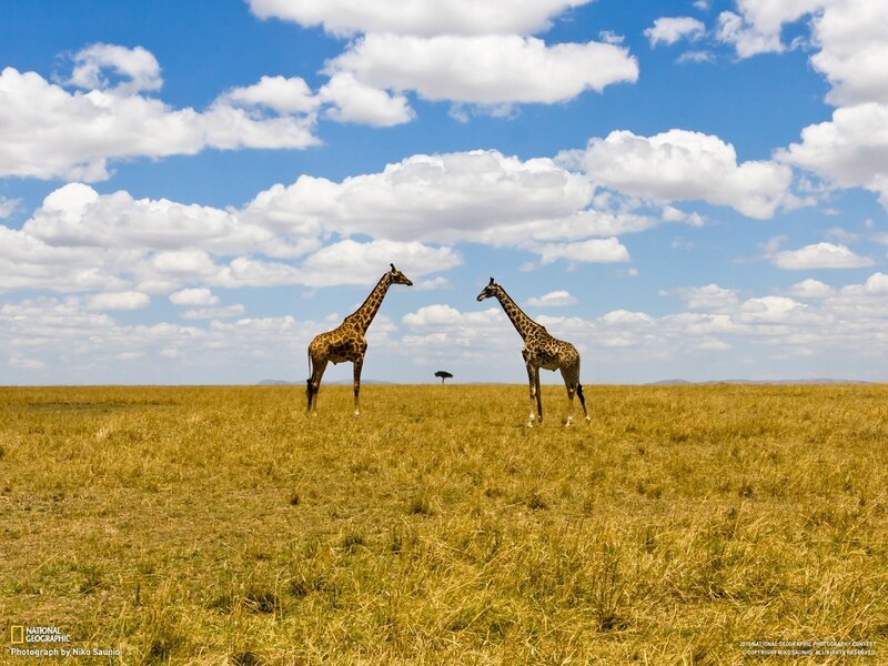 Two Giraffes in Savanna — Blue, Serene, Afternoon, Photograph