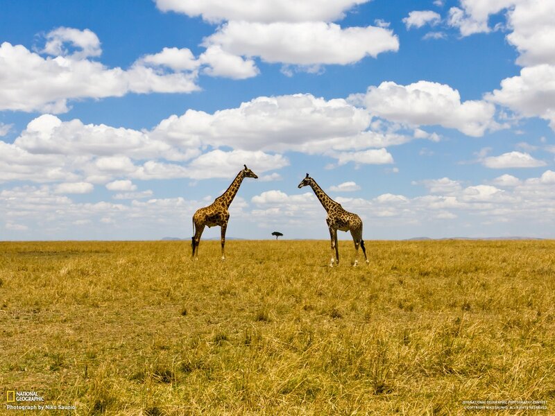 Two Giraffes in Savanna — Blue, Serene