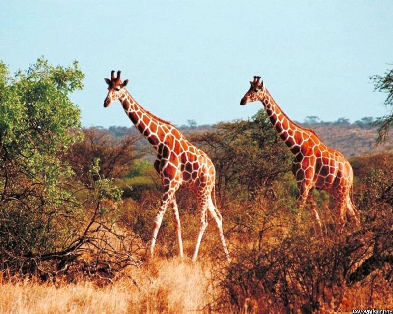 Two Giraffes in Savanna — Brown