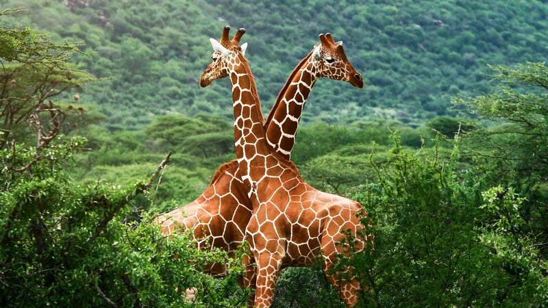 Two Giraffes in Savanna — Green