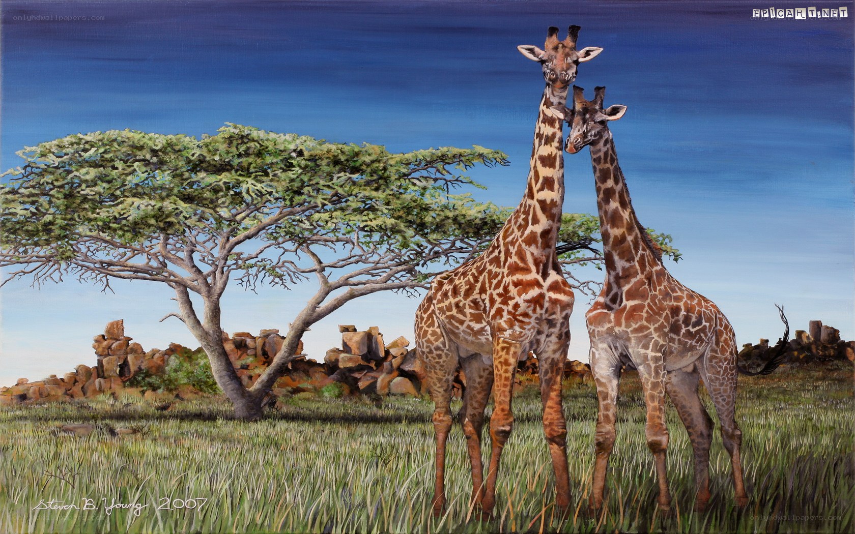 Two giraffes in savanna