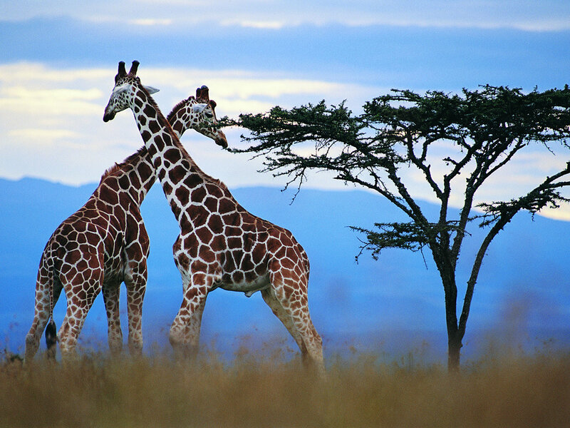Two giraffes in the savanna