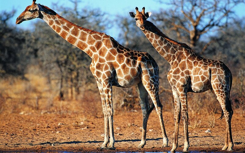 Two giraffes in the savanna