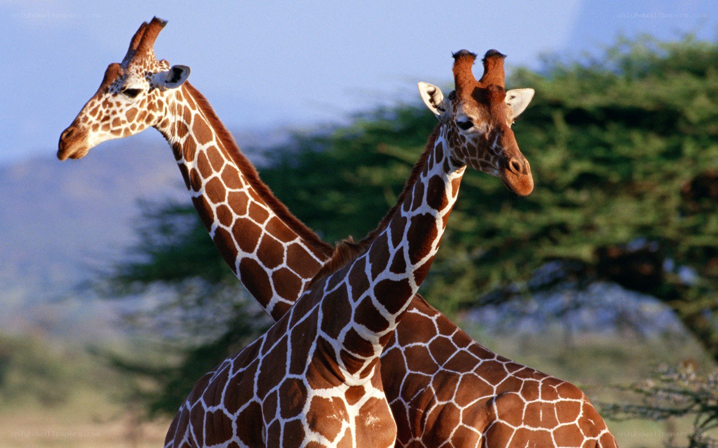 Two giraffes in the wild