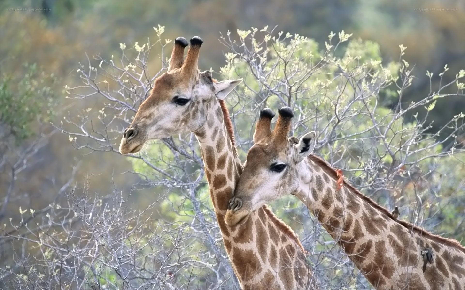 Two giraffes in the wild