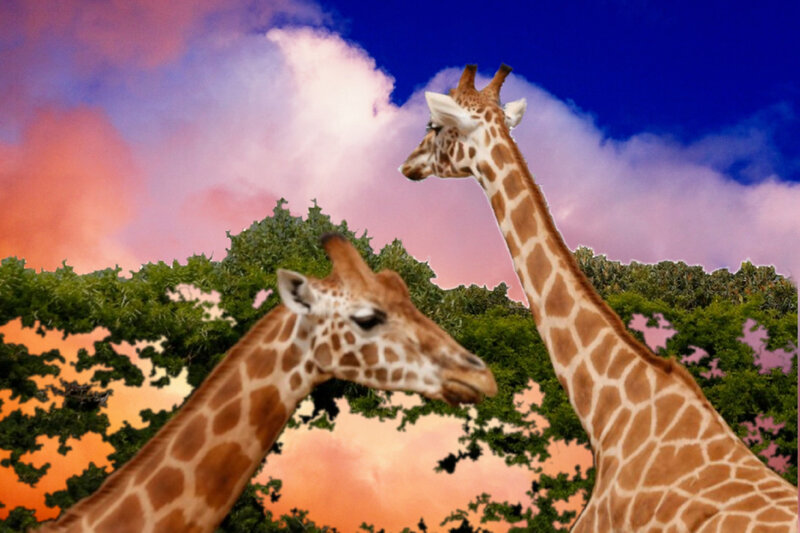 Two Giraffes in Trees — Blue