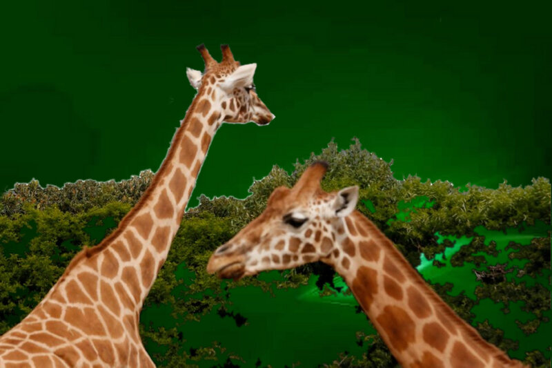 Two Giraffes in Trees