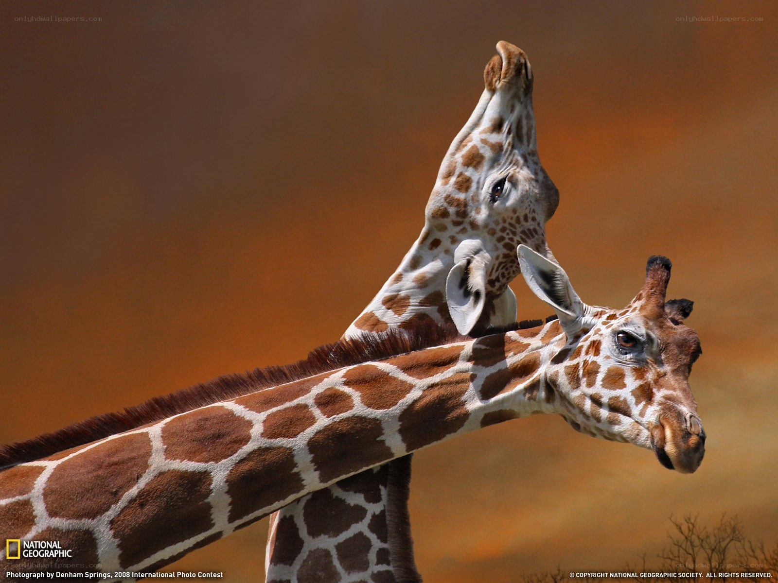 Two giraffes interacting