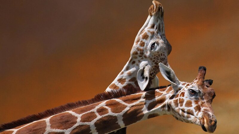 Two Giraffes Interacting — Brown, Calm, Afternoon, Photograph, Giraffe