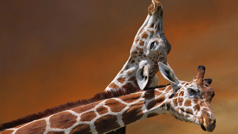 Two Giraffes Interacting — Brown, Calm, Afternoon