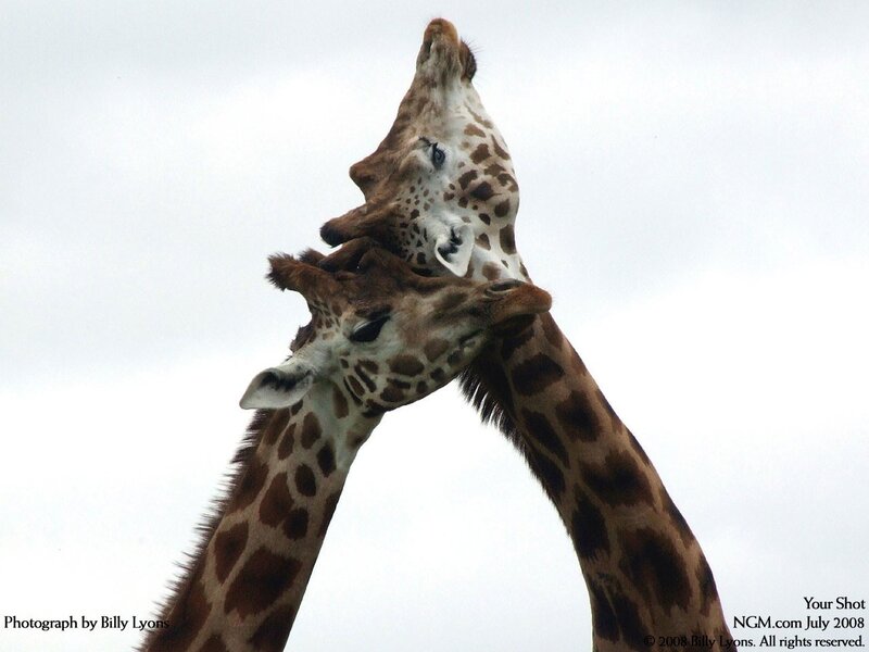 Two Giraffes Interacting — Brown, Calm, Photograph