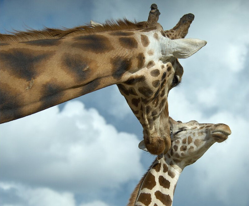 Two Giraffes Interacting — Brown, Calm