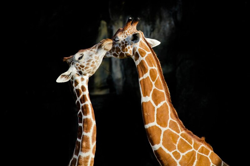 Two Giraffes Interacting — Brown, Dramatic, Photograph