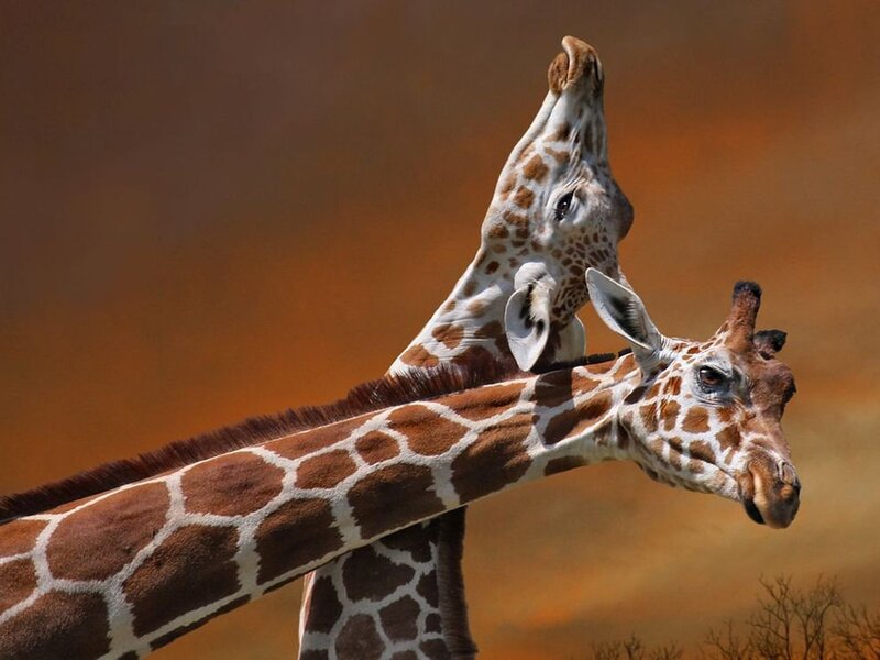Two Giraffes Interacting — Brown, Dramatic, Sunset