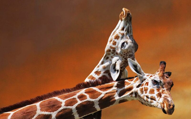 Two Giraffes Interacting — Brown, Dramatic