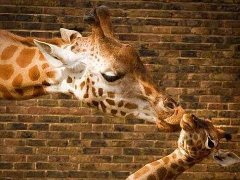 Two Giraffes Interacting — Brown