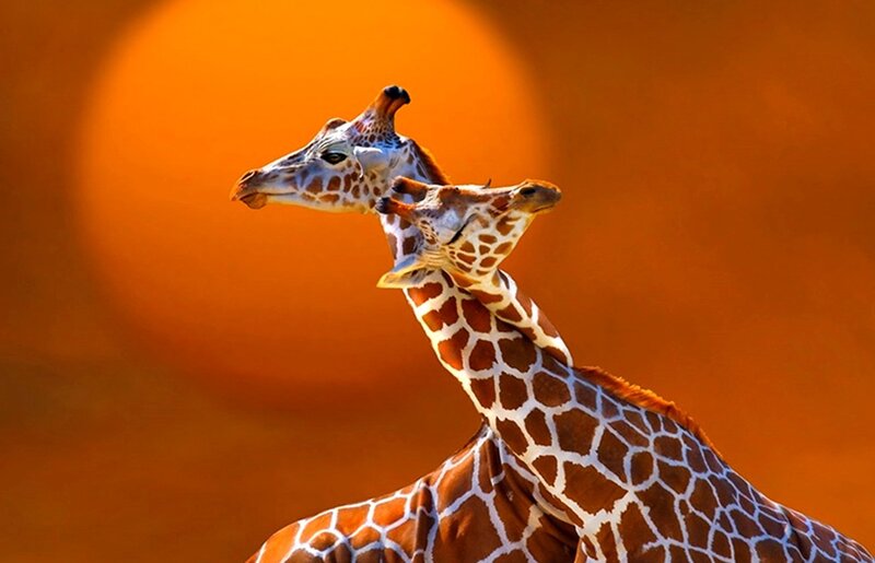 Two Giraffes Interacting — Orange, Dramatic