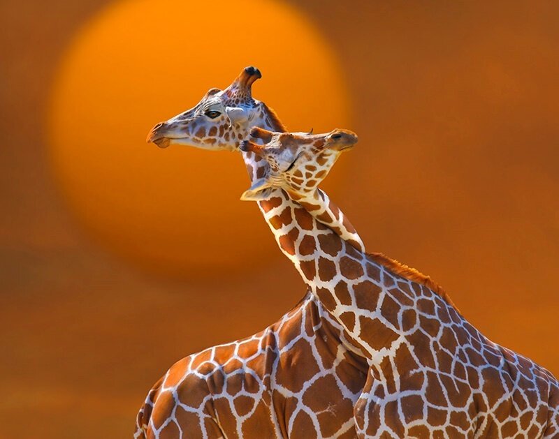 Two Giraffes Interacting — Orange