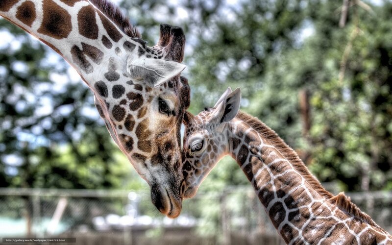 Two Giraffes Nuzzling — Brown, Calm, Afternoon, Photograph