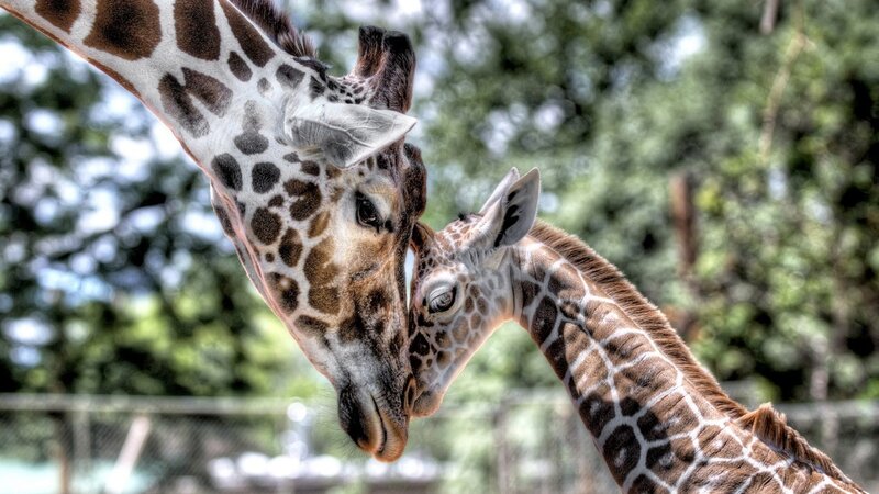 Two Giraffes Nuzzling — Brown, Calm, Afternoon, Photograph, Trees, Fence