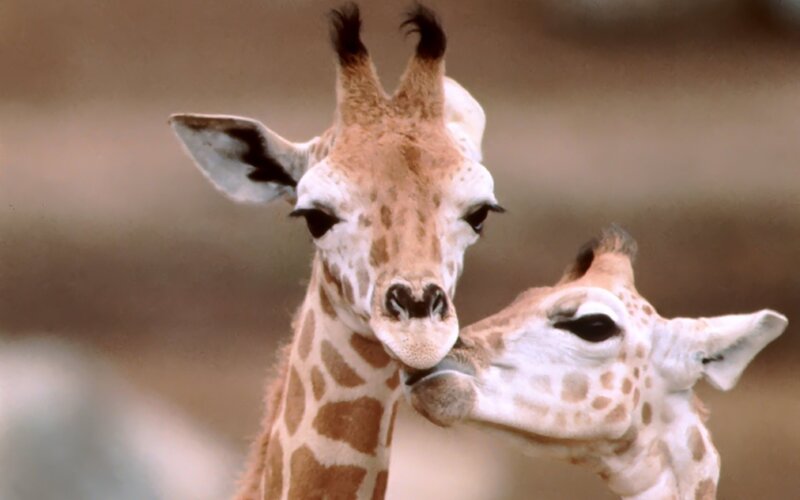 Two Giraffes Nuzzling — Brown, Calm, Photograph, Giraffe