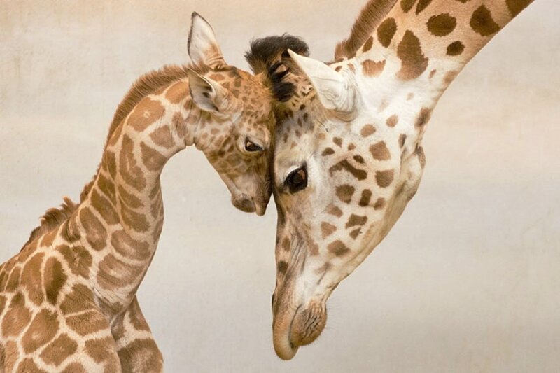 Two Giraffes Nuzzling — Brown, Calm, Photograph