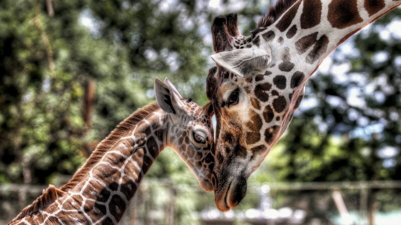 Two Giraffes Nuzzling — Brown