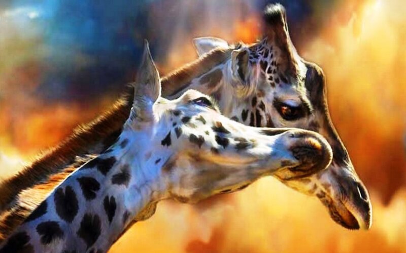 Two Giraffes Nuzzling — Orange