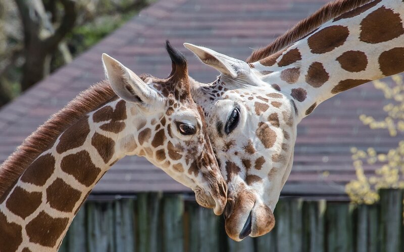 Two giraffes nuzzling