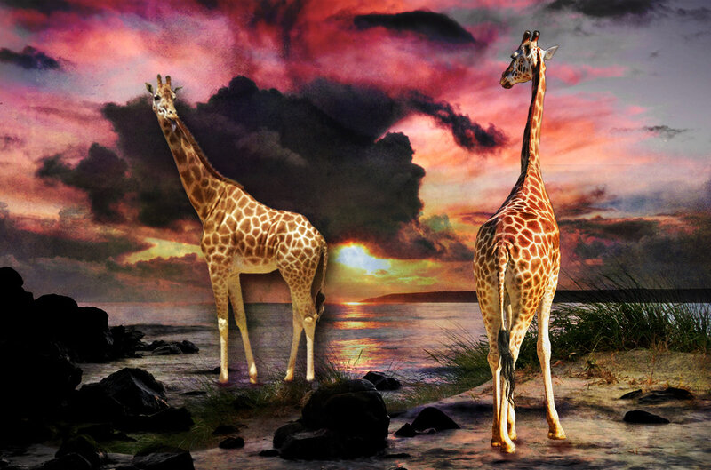 Two Giraffes on Beach