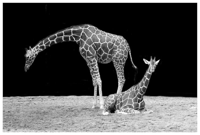 Two Giraffes on Sand