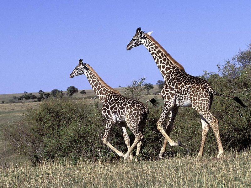 Two Giraffes Running