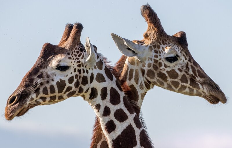 Two Giraffes Side by Side