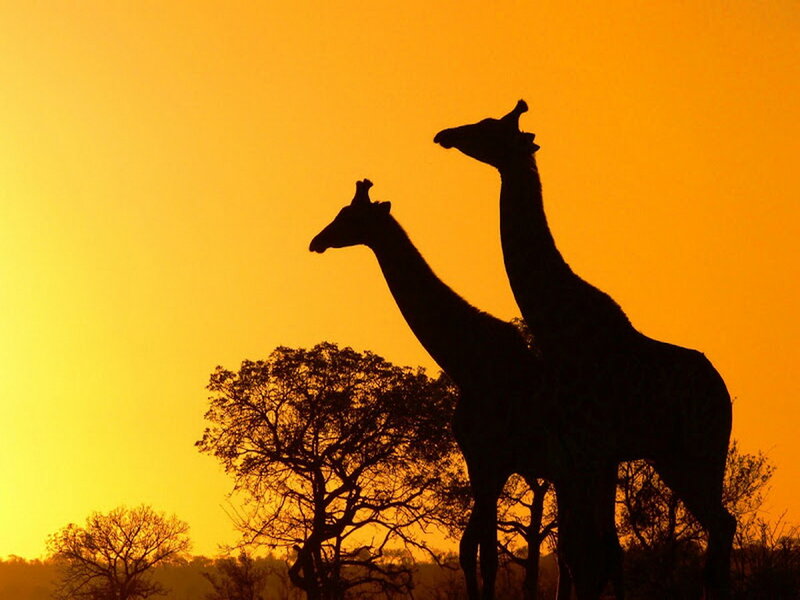 Two Giraffes Silhouette