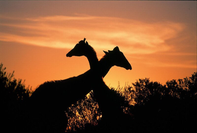 Two Giraffes Silhouetted — Orange, Dramatic, Sunset