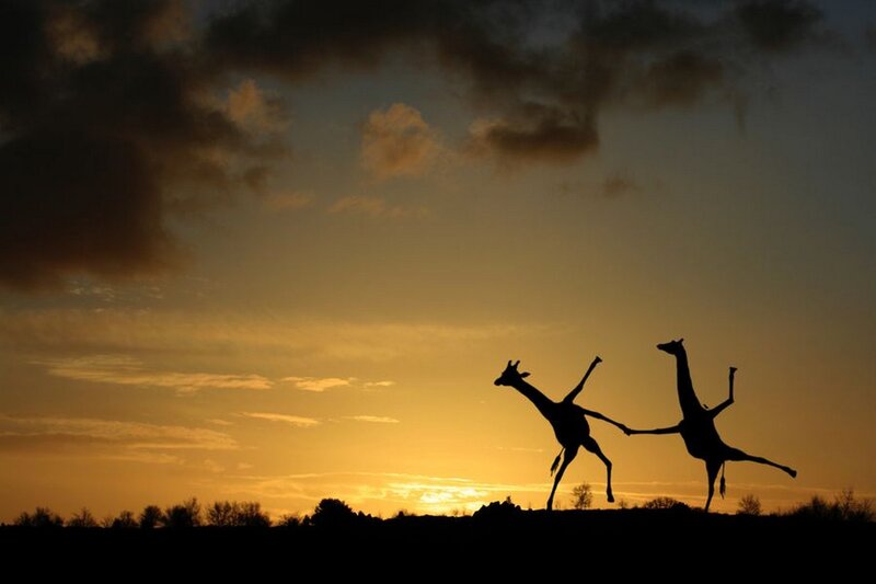 Two Giraffes Silhouetted — Orange, Dramatic