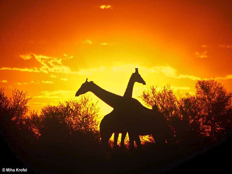 Two Giraffes Silhouetted — Orange