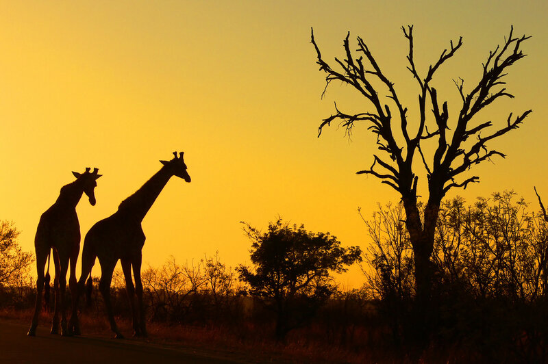 Two Giraffes Silhouetted