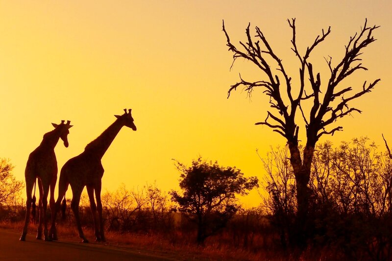 Two Giraffes Silhouetted — Yellow
