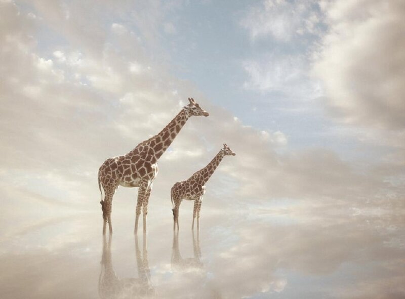 Two Giraffes Standing — Blue