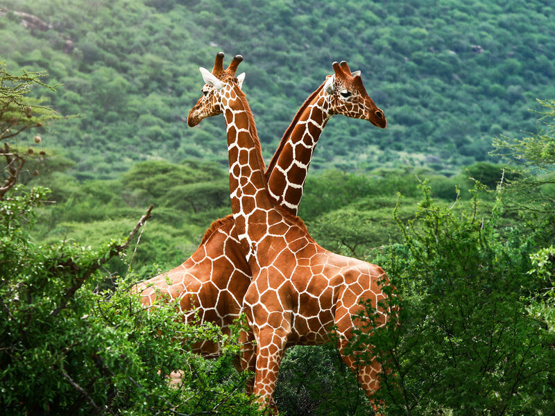 Two Giraffes Standing — Brown, Natural
