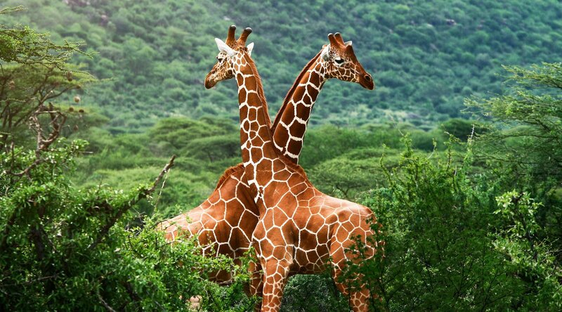 Two Giraffes Standing — Green, Natural