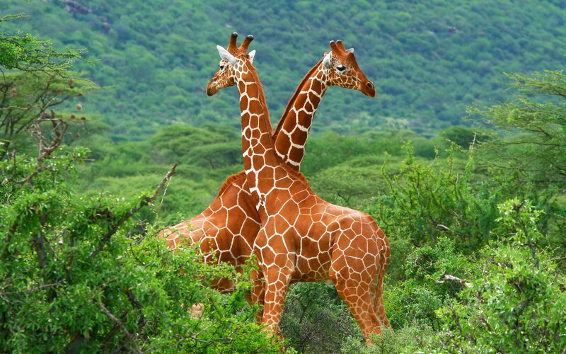 Two Giraffes Standing — Green, Serene, Afternoon