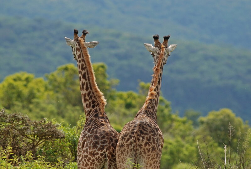 Two Giraffes Standing — Green, Serene