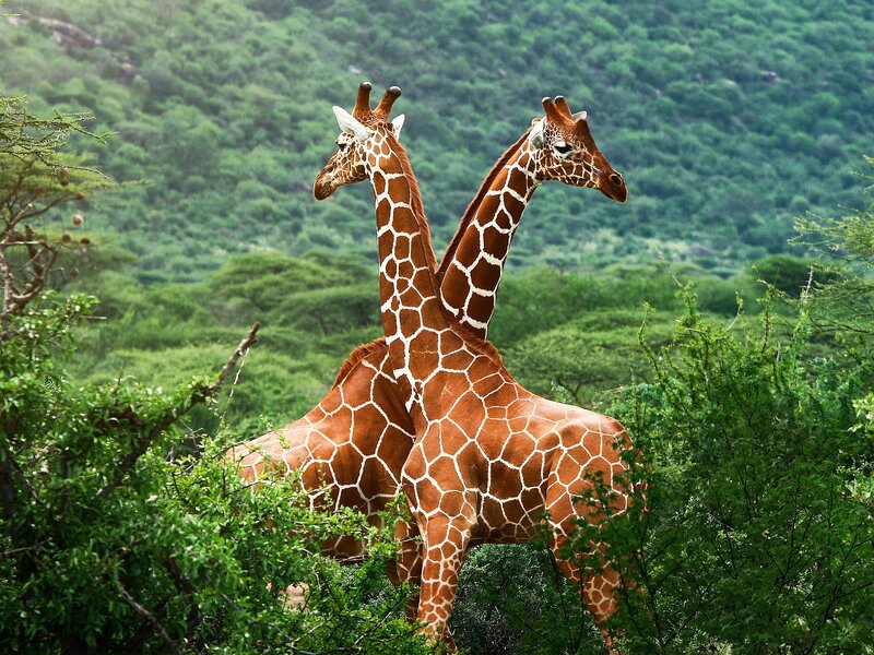 Two Giraffes Standing — Green